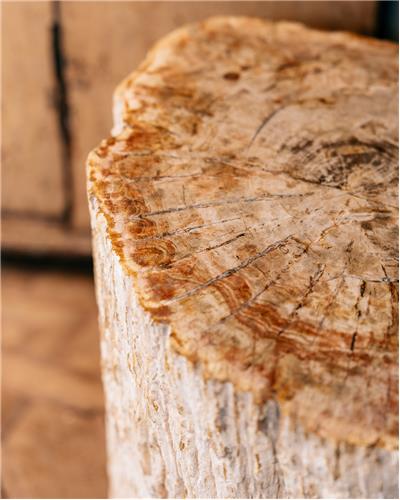 Amorphous - Fossilized Wood Table