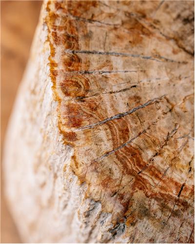 Amorphous - Fossilized Wood Table
