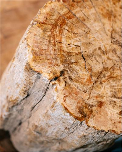 Amorphous - Fossilized Wood Table