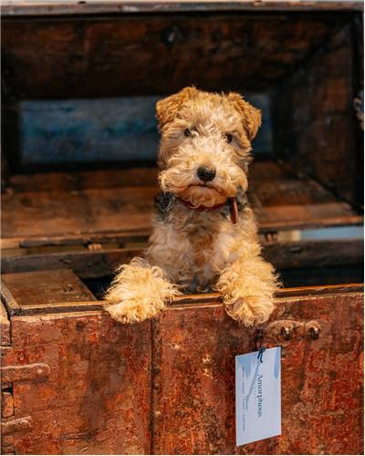 Amorphous - Wooden Chest