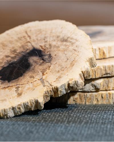 Amorphous - Fossilized Wood