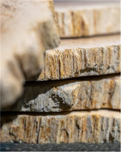 Amorphous - Fossilized Wood