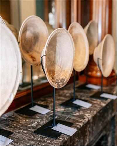 Amorphous - Bowl